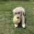 cooper