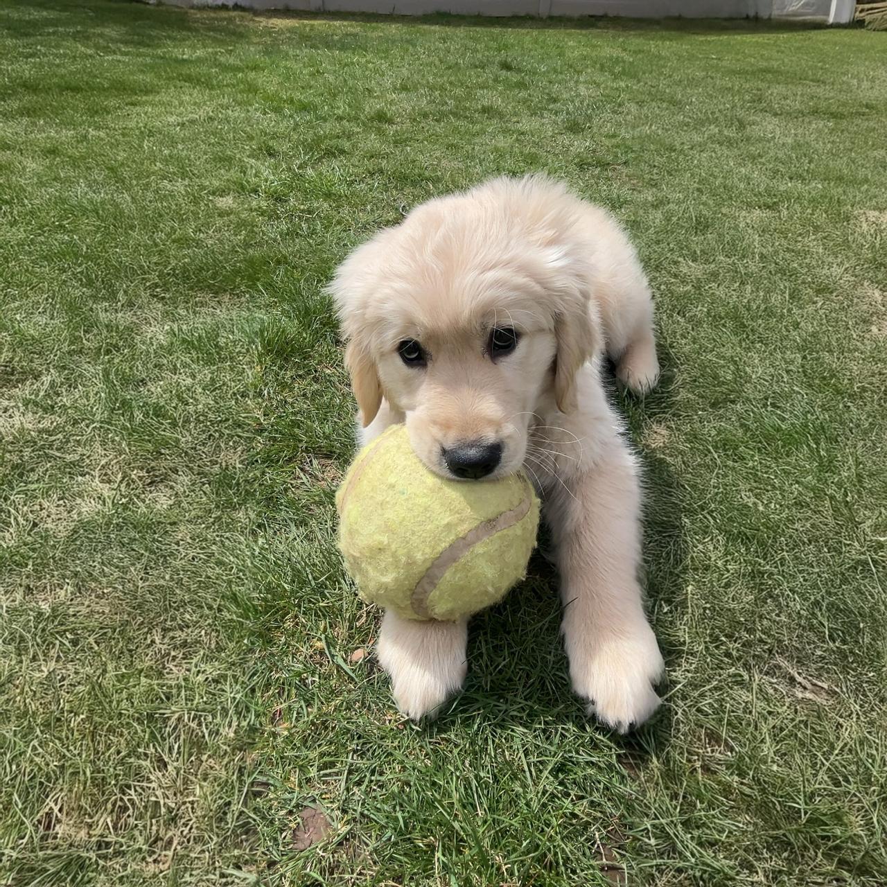 cooper