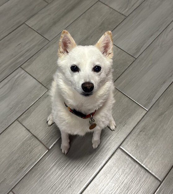 Lexi